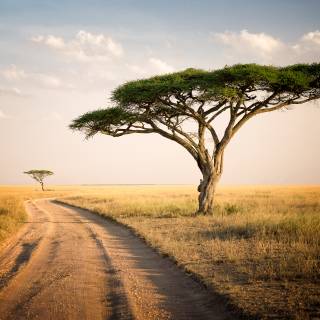 Serengeti National Park, Tanzania