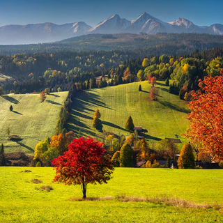 Field 