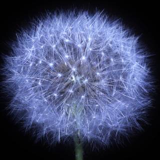 dandelion-flower-black