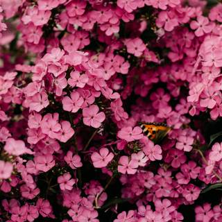 Vibrant Pink Flowers Blooming in the Sunlight