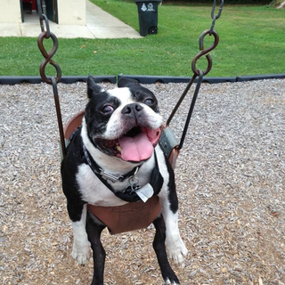 Cute doggy in a swing