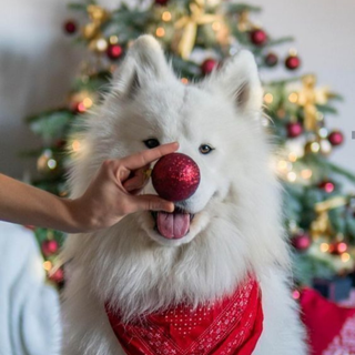 Christmas puppy