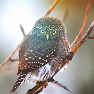 Bufniță mică așezată pe o creangă