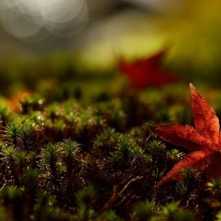 Closeup Of A Red Maple Leaf Falling On The Grass