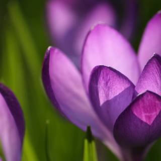 Purple Crocusses