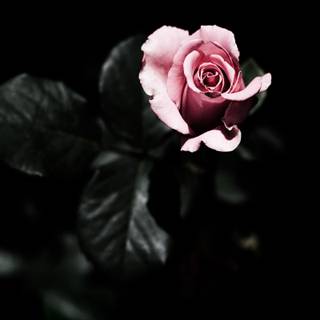  Rose With Dark Green Leaves Black And Pink