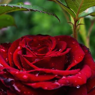 Flower Water Drop Close-up Nature Rose