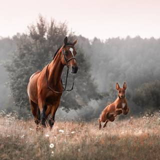 Cainele faraon si calul