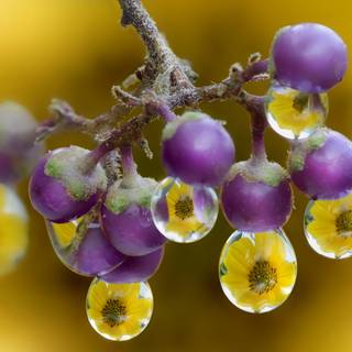  Picături de apă atârnate de fructe de pădure violet