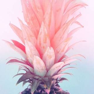 Pineapple Wallpaper