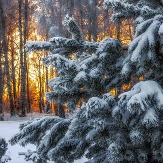 Molid acoperit de zăpadă