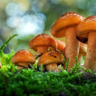 Molid de brad de ciuperci