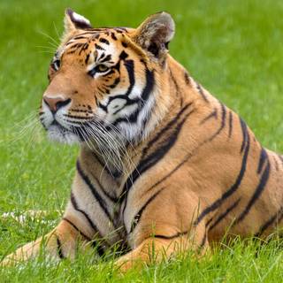 tigru grațios și puternic care stă mândru întins 