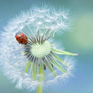 Insect Macro Dandelion Ladybug