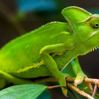 Camaleón Verde