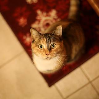 vedere de sus s pisicii