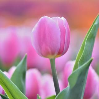 Pink tulip flower bud
