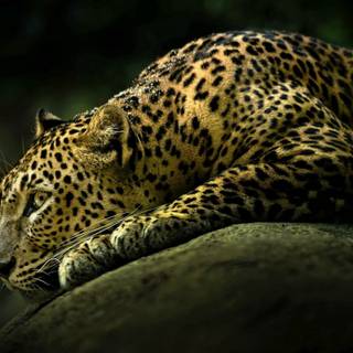  Leopard alb întins pe o stâncă, gata de atac