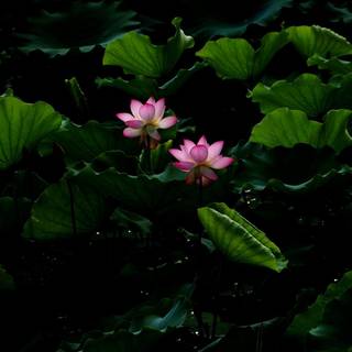 lotus flower water lily