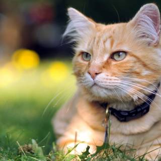 Cat Collar Face Striped