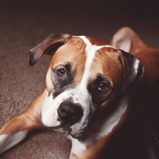 BOXER BREED OF DOG