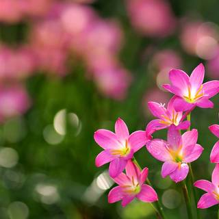Bulbi Zephyranthes Rosea