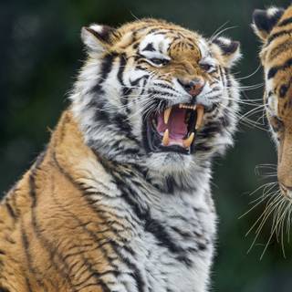 The two tigers had a small argument