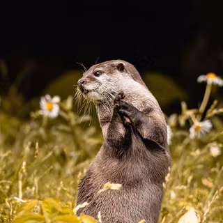 Otter