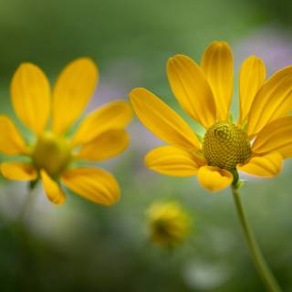 Rudbeckia Hirta Irish Eyes