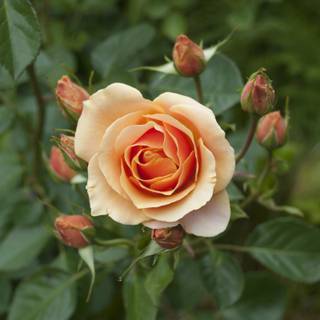 prim-plan cu trandafiri și petale portocalii