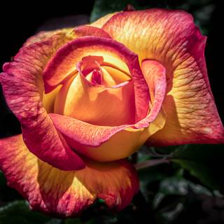 Glowing Rose Bloom In Darkness Night Blossom