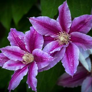 Flower Nature Clematis
