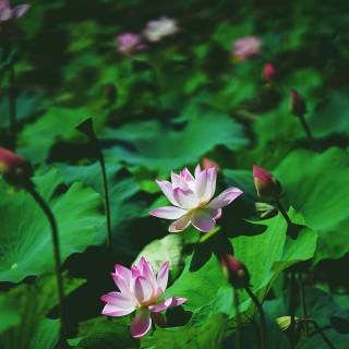 Nature Lotus