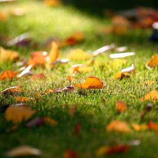 autumn maple leaves on green grass