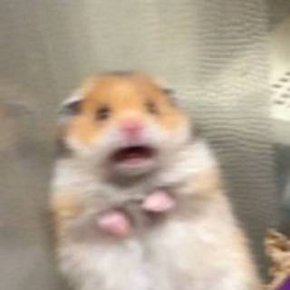 i scared hamster