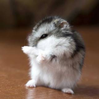 I am hamster