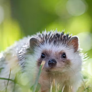 Hedgehog