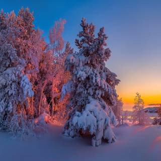 Sunlight Snow Forest Nature Winter