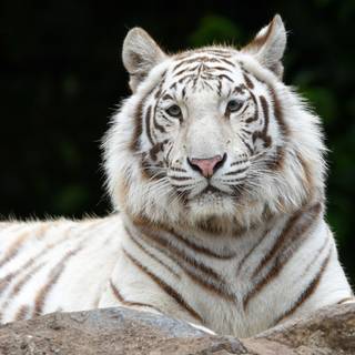 white tiger siberian