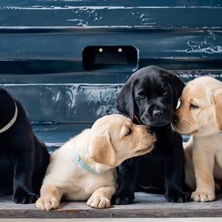 puppies labrador retriever