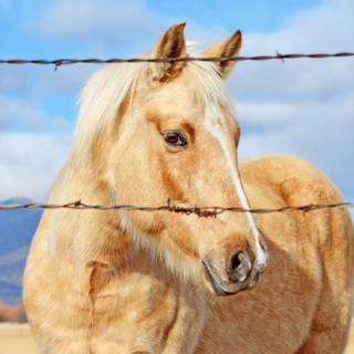 horse close up fence portrait