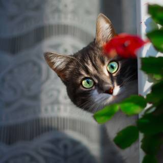 Pisică în spatele florii