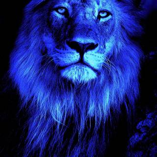 blue lion (original by criskeen on zedge)