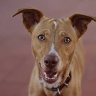 câine de vânătoare