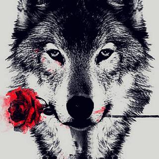 lupul si trandafirul