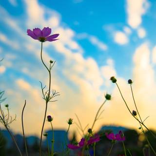 Flower Nature Cosmos