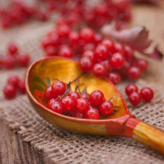 Viburnum Spoon Macro Food Berry
