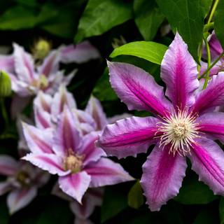 Flori Clematis cu frunze în prim-plan