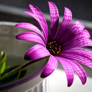 purpura flower