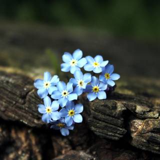 lowers colorful petals